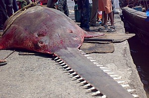 700 kg rare shark sold for 1.5 lakh in Maharashtra