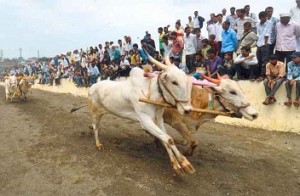 After Jallikattu, bullock cart racing now legal in Maharashtra