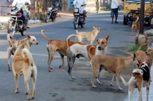 Dogs eat up a patient in Madhya Pradesh