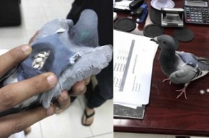 Drug-smuggling pigeon caught in Kuwait