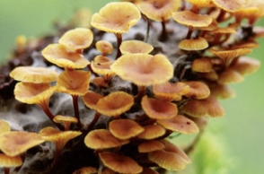 Fungus existed over 2 billion years ago: researches