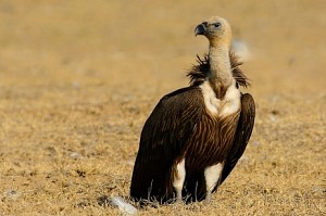 Haryana to release Vultures fitted with satellite transmitters into wild