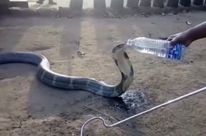 King Cobra drinks water from bottle in Karnataka