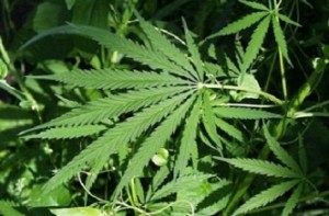 Man grows ganja at home, held