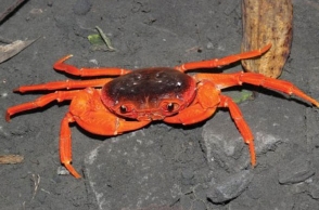 New species of crab discovered in Kerala