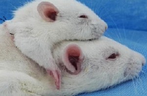 Scientists create two-headed rat after performing transplant
