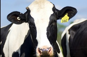 Unique Identification Number for cattle