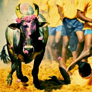 Jallikattu could be held in two days time - explained in simple terms