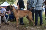 Madras Canine Club Dog Show at YMCA