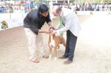 Madras Canine Club Dog Show at YMCA