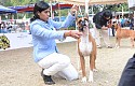 Madras Canine Club 101st and 102nd Championship Dog Show