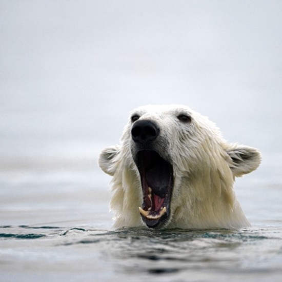 Polar bear is a great swimmer