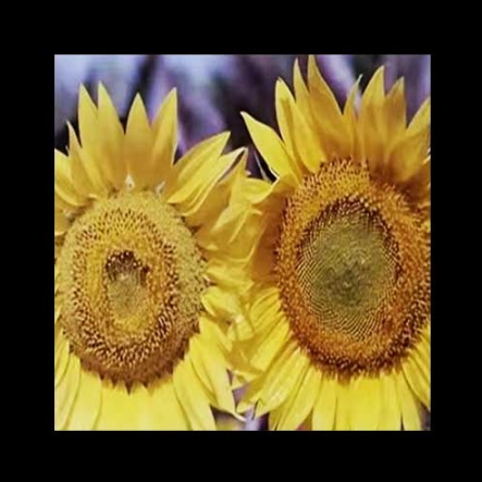 Flowers kissing each other