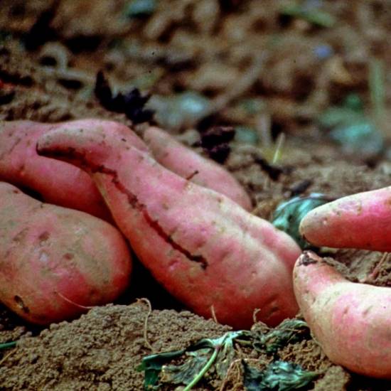 Sweet potatoes