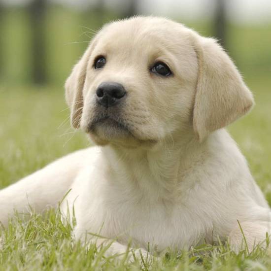 are labrador the most intelligent dogs