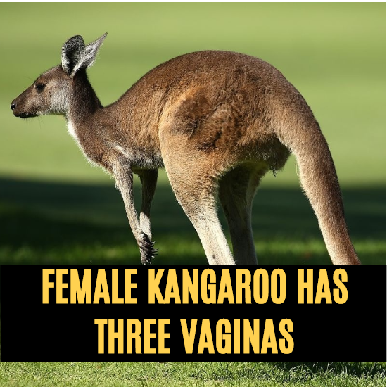 Kangaroo