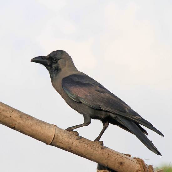 If a crow caws outside your house, guests will visit soon