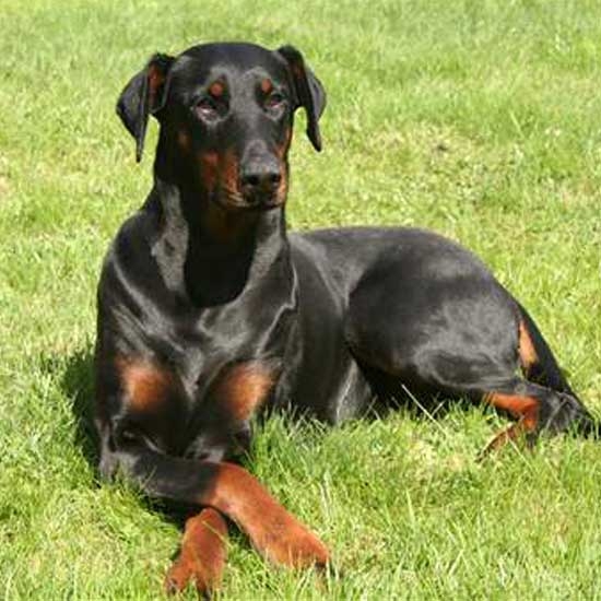 Doberman