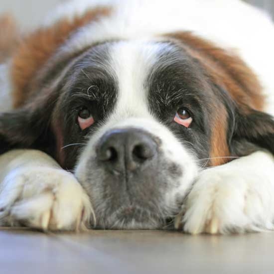 Saint Bernard