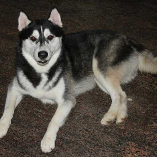 Siberian Husky