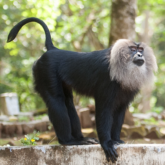 Lion-tailed macaque