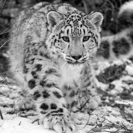 Snow leopard