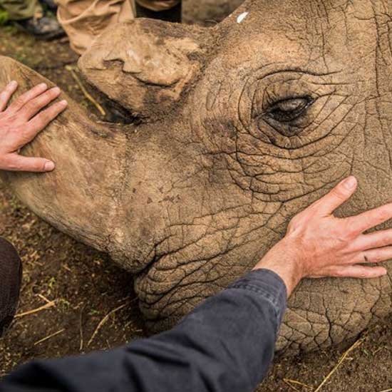 Northern white rhino declared extinct