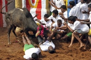 2 dead, 80 injured during Jallikattu event