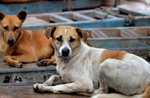 85-year-old mauled by stray dogs in Kerala