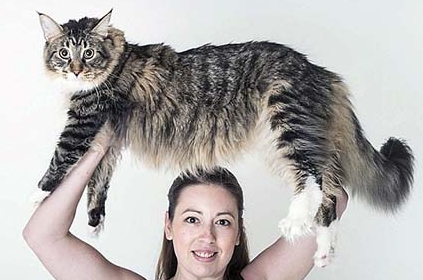 Guinness record for the longest cat - News Shots