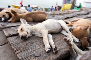 4 stray dogs burnt alive, 16 poisoned