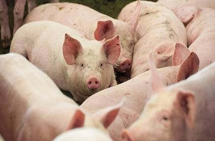 African Swine Flu Attacks India; 2500 Pigs Killed
