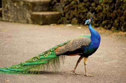 West Bengal: Peacock Manhandled by Villagers For Selfie, Dies