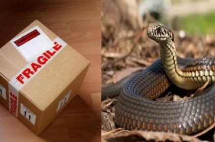 Man receives courier delivery, finds poisonous snake inside