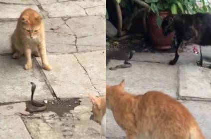 Neil Nitin Mukesh,snake fighting with 4 cats on Instagram