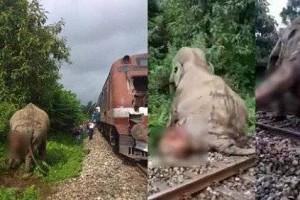 Injured Elephant Passed Away, Last Seen Only on Track; Heart-melting Video!!