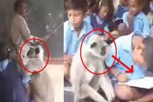 Video of monkey going to school goes viral! Watch