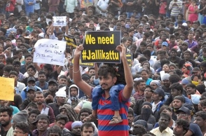 Jallikattu boys to contest in RK Nagar bypoll