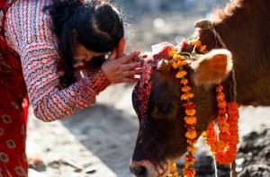 Life imprisonment for killing a cow in Gujarat?