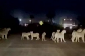 Lions halt traffic while trying to cross Gujarat highway