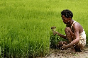 Tamil Nadu bags Krishi Karman Award