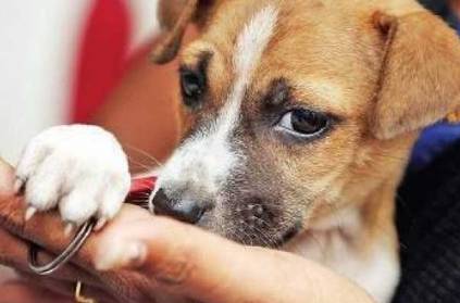 Brave dog fights 5-feet-long cobra to save owner, dies