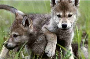 Five wolf puppies in Vandalur Zoo | Tamil Nadu News