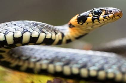 Snake bites cop during IPL match in Chennai