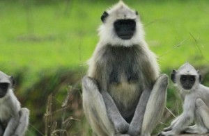 Women dies of ‘monkey fever’