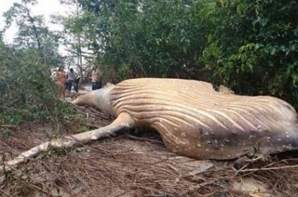 36-foot whale found dead in middle of Amazon forest