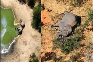 Around 360 Elephants Die MYSTERIOUSLY in this Place! What has the Police Found out so Far? Report