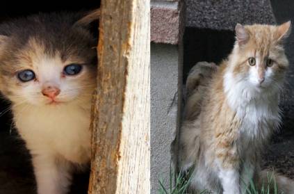 79-year-old old lady is going to jail for feeding stray cats