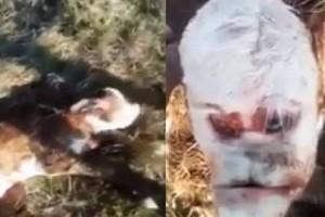 Scary Video: Calf born with 'Human Face' Stuns Farmer, Locals In Village 