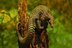 Coronavirus: Did Pangolins Spread the Virus in China?